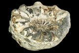 Horned Ammonite (Prionocyclus) Fossil - Kansas #187475-1